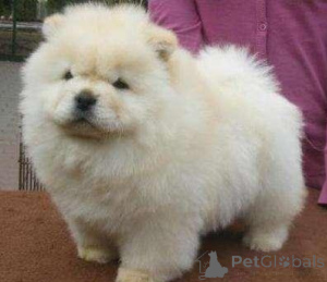 Photo №1. chow-chow - à vendre en ville de Espoo | négocié | Annonce №173987