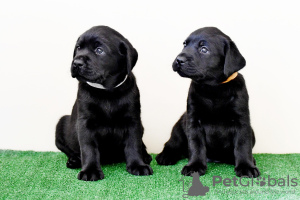 Photo №1. labrador retriever - à vendre en ville de Kirov | 345€ | Annonce №106720