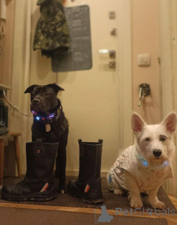 Photo №3. À la recherche de la meilleure famille pour le meilleur garçon !. Fédération de Russie