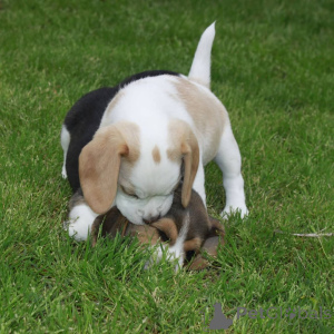 Photo №3. Chiots beagle miniatures.. Allemagne
