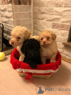 Photo №3. Adorables chiots caniches jouets élevés dans une maison aimante. Belgique