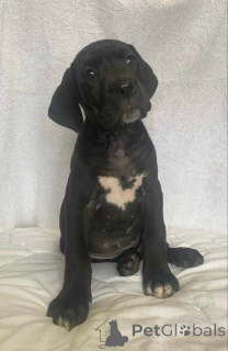 Photo №3. Mastiff allemand. Serbie