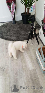 Photo №2 de l'annonce № 173355 de la vente akita (chien) - acheter à Colombie annonce privée