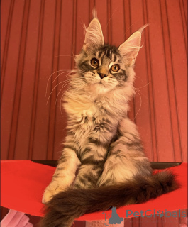 Photo №2 de l'annonce № 163671 de la vente maine coon - acheter à Allemagne éleveur