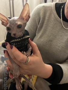 Photo №4. Je vais vendre sphynx en ville de Euskirchen. éleveur - prix - 1000€