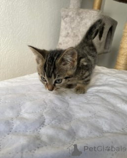 Photo №3. Chatons Munchkin. Allemagne