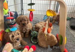 Photo №2 de l'annonce № 88307 de la vente  - acheter à Koweït 