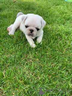 Photo №2 de l'annonce № 158983 de la vente carlin - acheter à Estonie annonce privée, éleveur