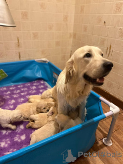 Photo №3. Chiots Golden Retriever. USA