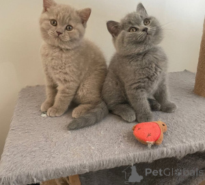 Photo №1. british shorthair - à vendre en ville de Skopje | Gratuit | Annonce № 165528