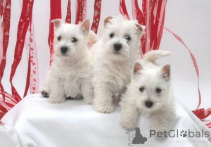 Photo №1. west highland white terrier - à vendre en ville de Hagenow | 450€ | Annonce №169465