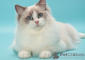 Photo №1. ragdoll - à vendre en ville de Puurs-Sint-Amands | Gratuit | Annonce № 128218