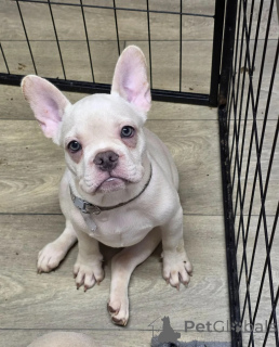 Photo №1. bouledogue - à vendre en ville de Anderlecht | 400€ | Annonce №171773