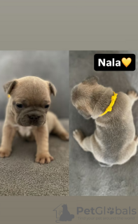 Photos supplémentaires: Chiots bouledogue français à vendre