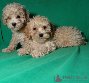 Photos supplémentaires: De vrais chiots maltipu (caniche toy). Garçons.