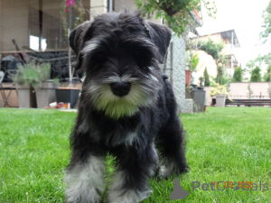 Photo №2 de l'annonce № 141410 de la vente schnauzer miniature - acheter à Serbie éleveur