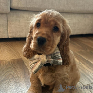 Photo №3. Rencontrez Léo, le soleil de chaque promenade et le roi de tous les câlins.. Allemagne