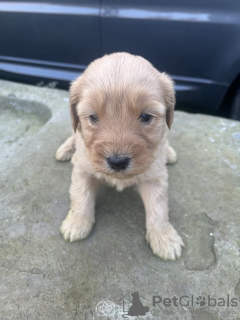 Photo №1. golden retriever - à vendre en ville de Эура | 320€ | Annonce №123488