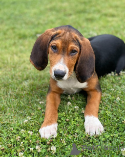 Photo №2 de l'annonce № 169112 de la vente chien courant finlandais - acheter à La finlande annonce privée