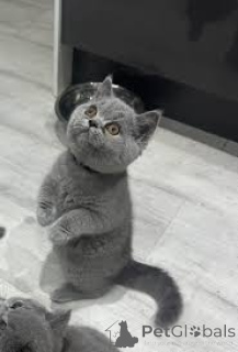 Photo №3. Kauniita brittiläisiä lyhytkarvaisia kissanpentuja myytävänä. La finlande