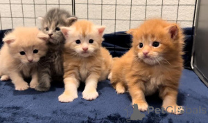 Photo №2 de l'annonce № 135697 de la vente maine coon - acheter à USA 