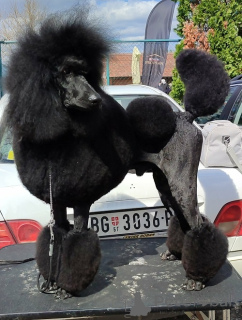 Photo №1. caniche (nain) - à vendre en ville de Valeovo | négocié | Annonce №163916