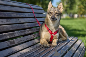 Photo №2 de l'annonce № 154298 de la vente chien bâtard - acheter à Fédération de Russie 