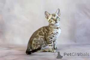 Photo №2 de l'annonce № 153225 de la vente bengal - acheter à Suède annonce privée