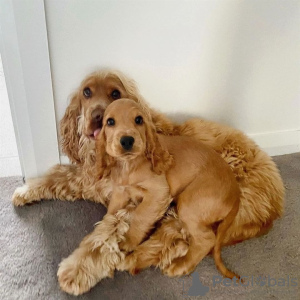 Photo №1. cocker spaniel anglais - à vendre en ville de Франкфурт-на-Майне | 280€ | Annonce №78591