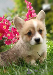 Photos supplémentaires: Chiots Welsh Corgie à vendre