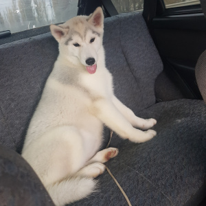 Photo №1. husky de sibérie - à vendre en ville de Yelets | 211€ | Annonce №4139