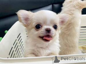 Photo №1. chihuahua - à vendre en ville de Athani | négocié | Annonce №169267