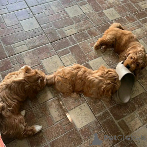 Photo №3. Chiots havanais miniatures disponibles pour la reprise. USA