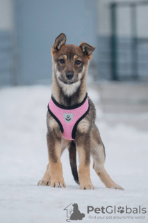 Photos supplémentaires: Les chiots Zoya et Anfisa veulent trouver un foyer et une famille aimante !