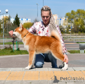 Photo №2 de l'annonce № 19463 de la vente akita (chien) - acheter à Biélorussie de la fourrière, éleveur
