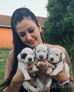 Photo №2 de l'annonce № 145971 de la vente dalmatien - acheter à Hongrie éleveur