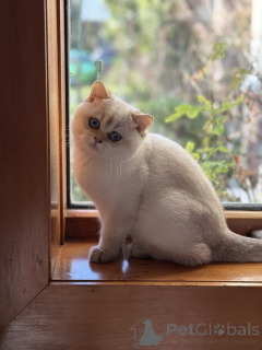 Photo №4. Je vais vendre british shorthair en ville de Toowoomba. éleveur - prix - 744€