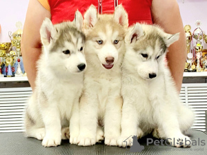 Photos supplémentaires: Nous proposons à la vente des chiots de la race Siberian Husky, issus de parents