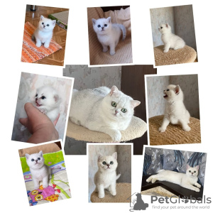 Photo №3. chatons britishcats a vendre. Kazakhstan