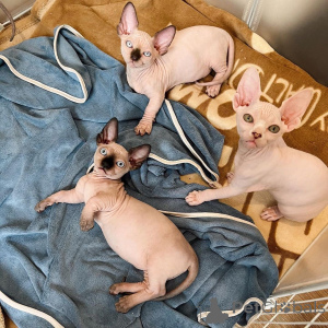 Photo №1. sphynx - à vendre en ville de Loker | 580€ | Annonce № 174807