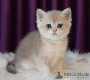 Photo №3. Chatons British Shorthair en bonne santé.. Allemagne