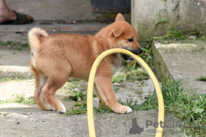 Photo №3. Chiots Shiba Inu. Serbie