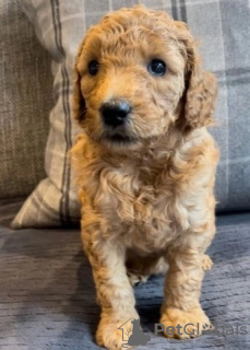 Photo №4. Je vais vendre golden retriever en ville de Texas City. annonce privée - prix - 828€