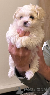 Photo №2 de l'annonce № 130492 de la vente  - acheter à Suède 