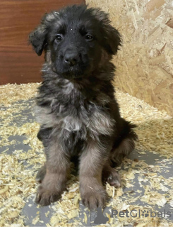Photo №2 de l'annonce № 35335 de la vente berger allemand - acheter à Pologne annonce privée
