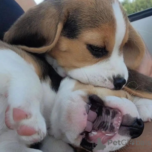 Photos supplémentaires: Beaux chiots beagle tricolores.