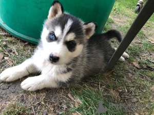 Photo №2 de l'annonce № 81669 de la vente husky de sibérie - acheter à Allemagne annonce privée