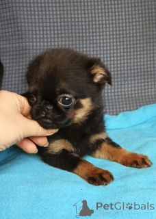 Photo №1. petit brabançon - à vendre en ville de Rivière moscou | 539€ | Annonce №165075