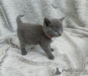 Photo №2 de l'annonce № 123661 de la vente british shorthair - acheter à Allemagne annonce privée