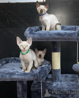 Photo №3. Magnifique Devon Rex Kittens à vendre. USA